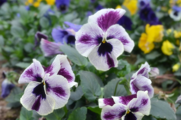 ��2014�����컨�Ⱦ�ѡͼ��IV��