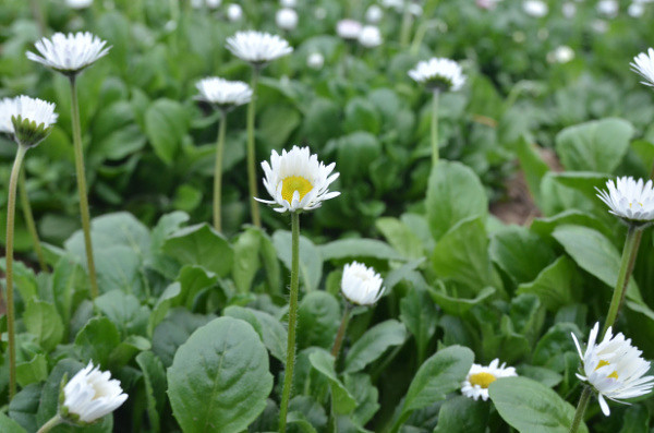 ��2014�����컨�Ⱦ�ѡͼ��IV��