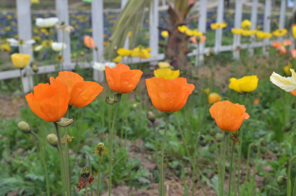 ��2014�����컨�Ⱦ�ѡͼ��VI��