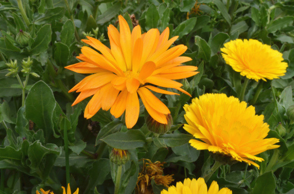 ��2014�����컨�Ⱦ�ѡͼ��VI��