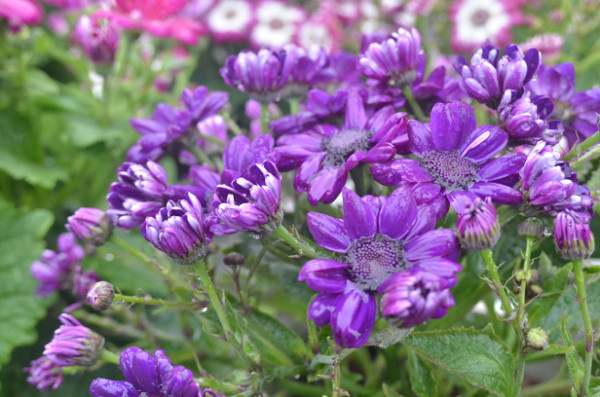 ��2014�����컨�Ⱦ�ѡͼ��VII��