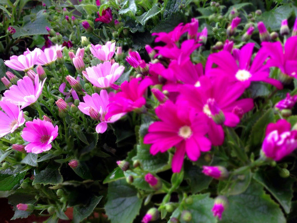 ��2014�����컨�Ⱦ�ѡͼ��IV��