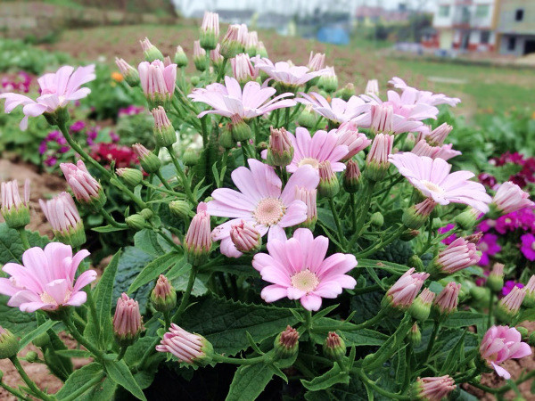 ��2014�����컨�Ⱦ�ѡͼ��IV��