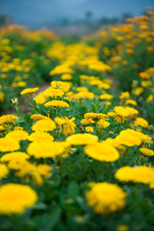 ��2014�����컨�Ⱦ�ѡͼ��VI��