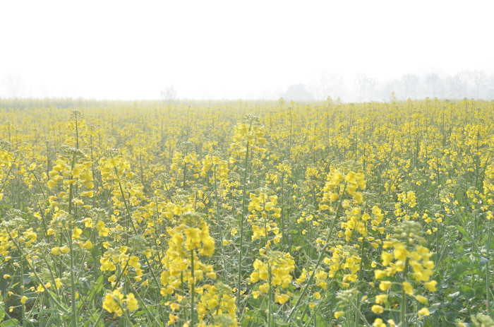 ��2014�����컨�Ⱦ�ѡͼ��VII��