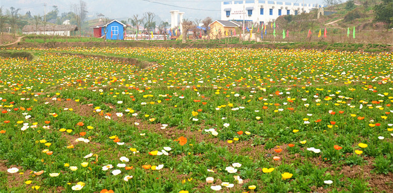 ��2014�����컨�Ⱦ�ѡͼ��VII��