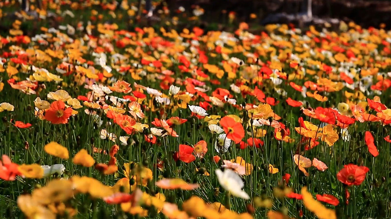 ��2014�����컨�Ⱦ�ѡͼ��VIII��