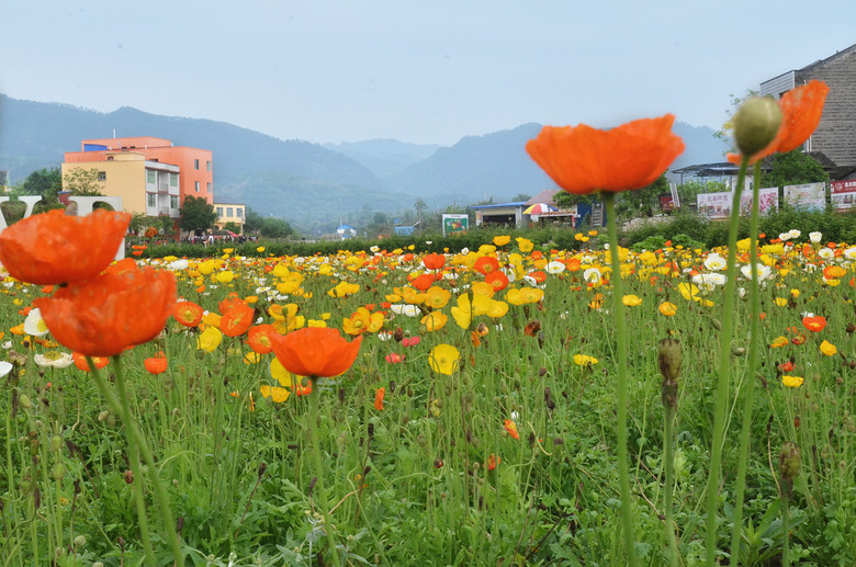 ��2014�����컨�Ⱦ�ѡͼ��VIII��