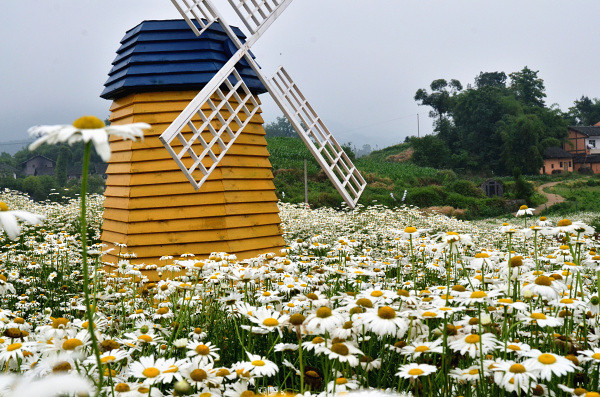 ��2014�����컨�Ⱦ�ѡͼ��IX��