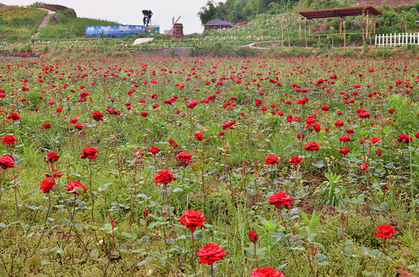 ��2014�����컨�Ⱦ�ѡͼ��IX��