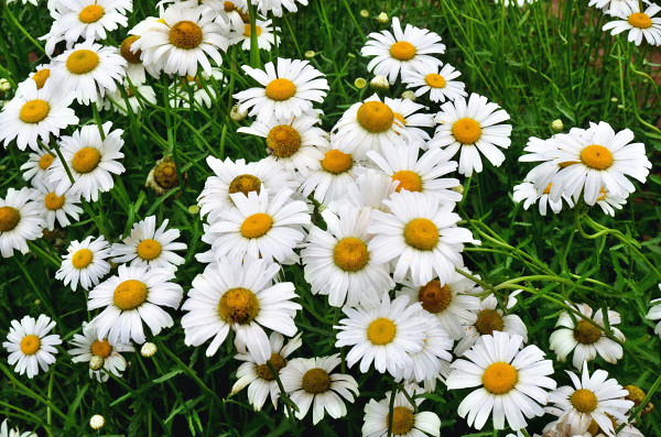 ��2014�����컨�Ⱦ�ѡͼ��IX��