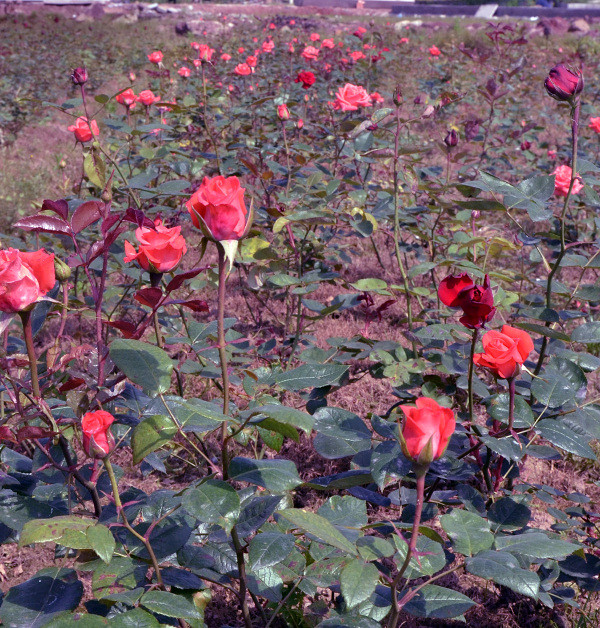 ��2014�����컨�Ⱦ�ѡͼ��VIII��