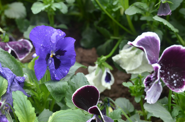 ��2014�����컨�Ⱦ�ѡͼ��VIII��