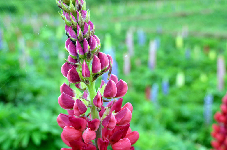 ��2014�����컨�Ⱦ�ѡͼ��VIII��