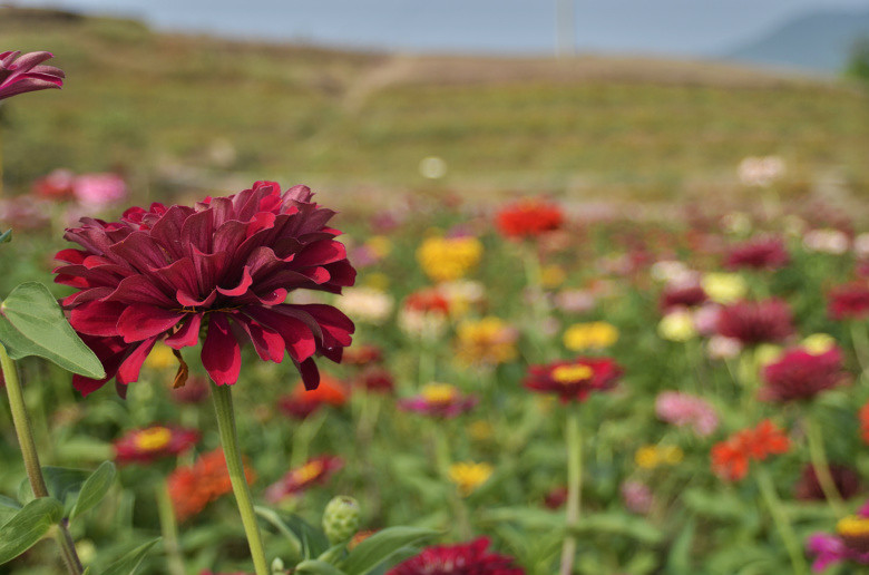 ��2014�����컨�Ⱦ�ѡͼ��IX��