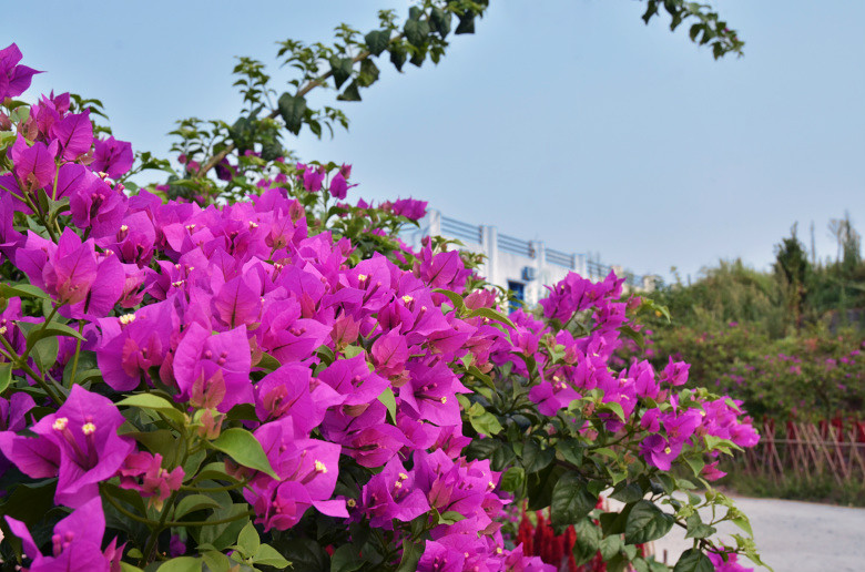 ��2014�����컨�Ⱦ�ѡͼ��IX��