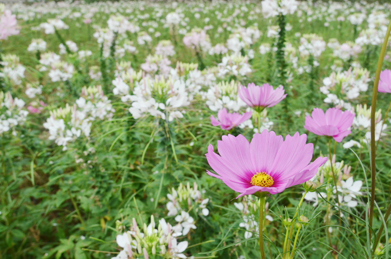 ��2014�����컨�Ⱦ�ѡͼ��IX��