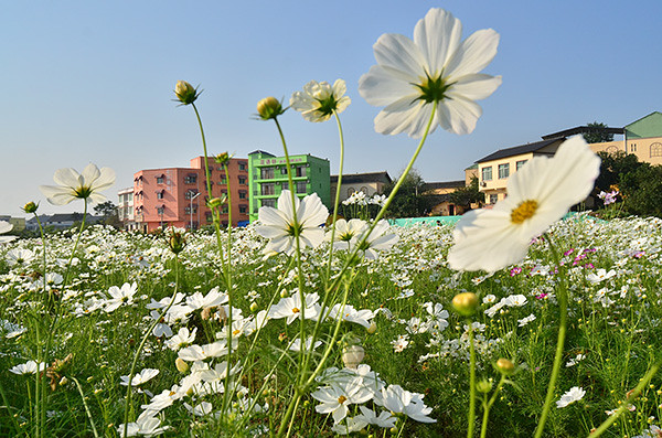 ��2014�＾�����컨�Ⱦ�ѡͼ����