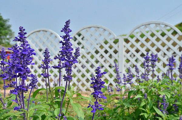 ��2014�����컨���＾��ѡͼ����