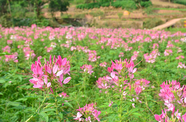 ��2014�����컨���＾��ѡͼ����