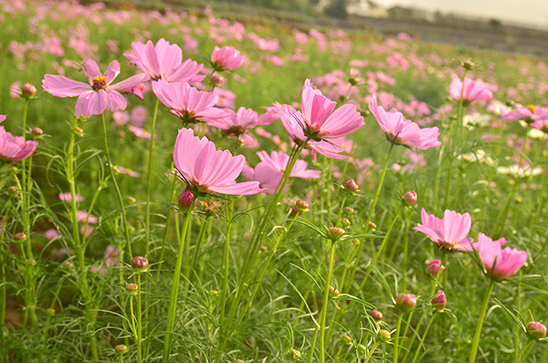 ��2014�＾�����컨�Ⱦ�ѡͼ��2��