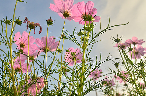 ��2014�＾�����컨�Ⱦ�ѡͼ��2��