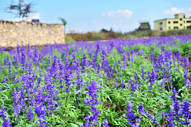 ��2014�����컨���＾��ѡͼ����