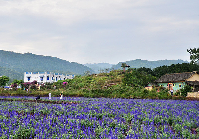 ��2014�����컨���＾��ѡͼ����