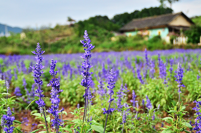 ��2014�����컨���＾��ѡͼ����