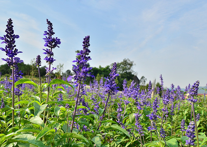 ��2014�����컨���＾��ѡͼ����