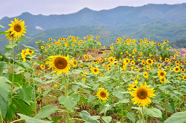 ��2014�＾�����컨�Ⱦ�ѡͼ��3��