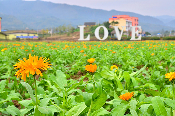 2014�����컨�ȶ�����ͼ����