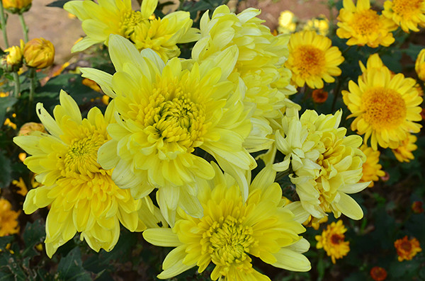 2014�����컨�ȶ�����ͼ����