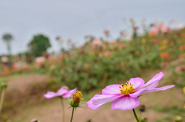 2014�����컨�ȶ�����ͼ����