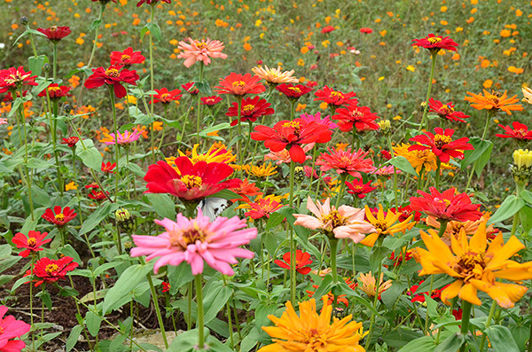 2014�����컨�ȶ�����ͼ����