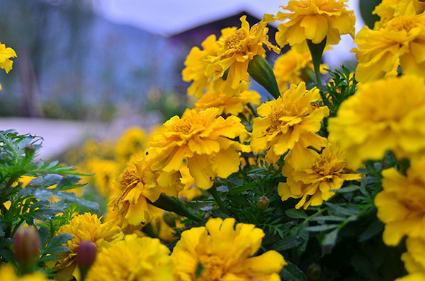 2014�����컨�ȶ�����ͼ����