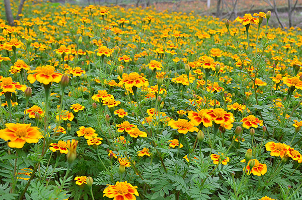 2014�����컨�ȶ�����ͼ����