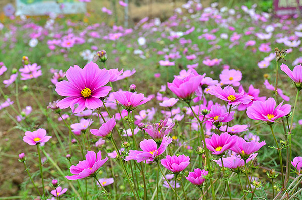 2014�����컨�ȶ�����ͼ����