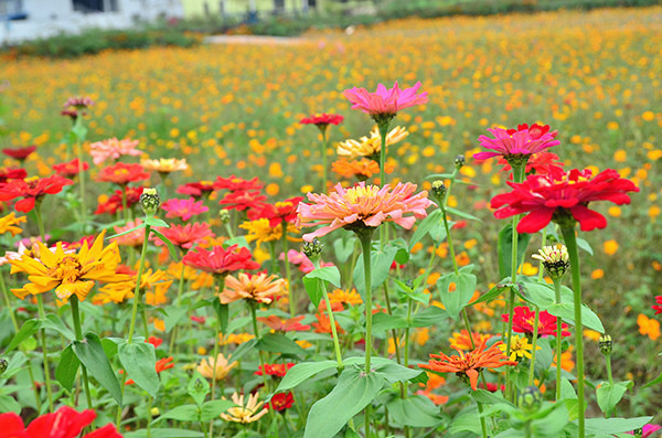 2014�����컨�ȶ�����ͼ����