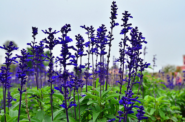 2014�����컨�ȶ�����ͼ����