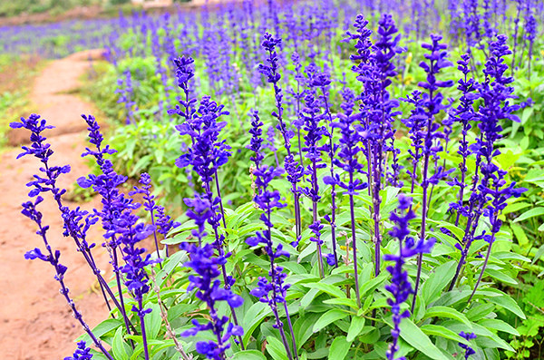 2014�����컨�ȶ�����ͼ����