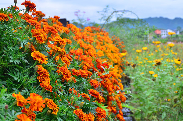 2014�����컨�ȶ�����ͼ����