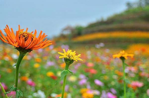 2014�����컨�ȶ�����ͼ����