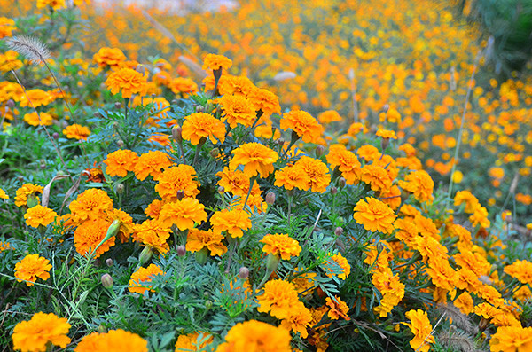 2014�����컨�ȶ�����ͼ����