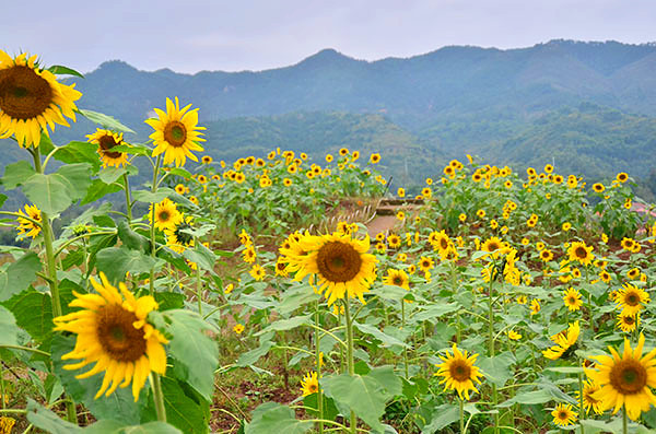 2014�����컨�ȶ�����ͼ����