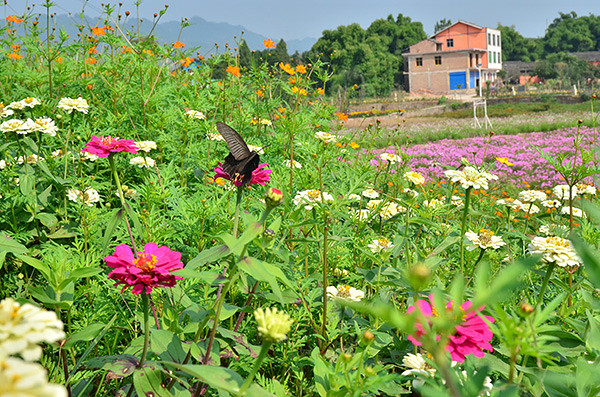 2014�����컨�ȶ�����ͼ����