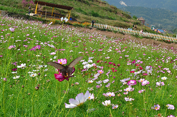 2014�����컨�ȶ�����ͼ����