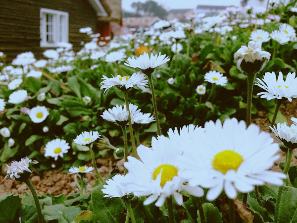 2014�����컨���＾��ͼ����