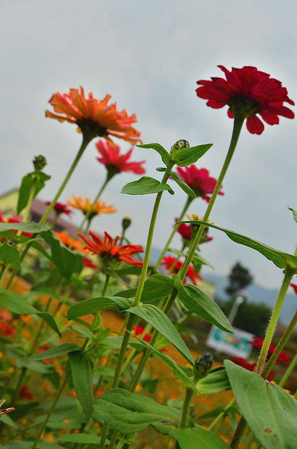 2014�����컨�ȶ�����ͼ����