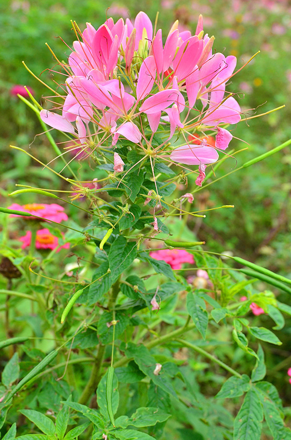 2014�����컨�ȶ�����ͼ����